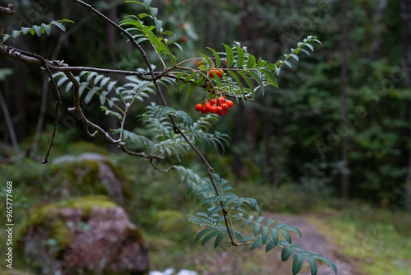 Fototapeta red rowan berries in the forest on a blurred background