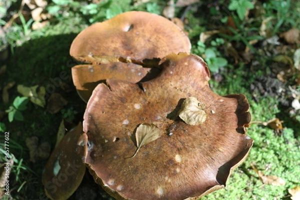 Fototapeta Large mushrooms close-up with moss in the sun on a blurred green grass background