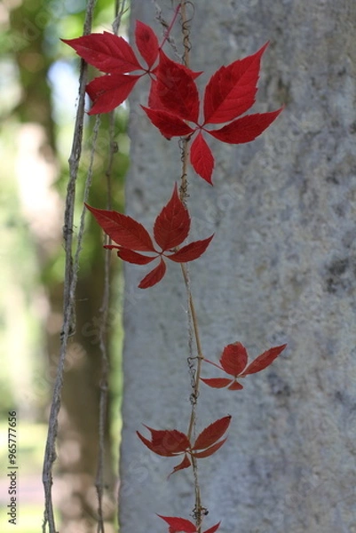 Fototapeta Red grape leaves on blurred green grass and wall background