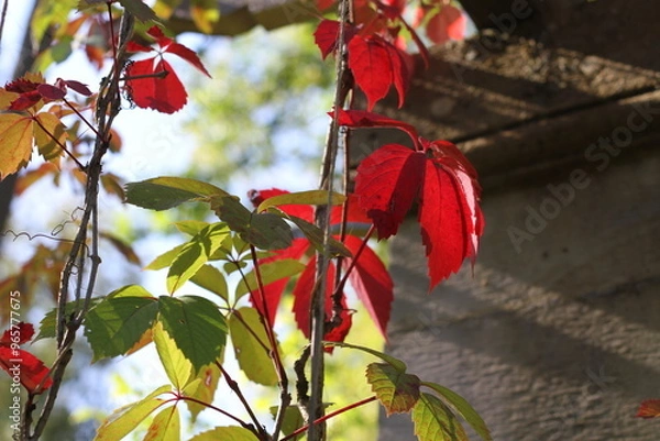 Fototapeta Red grape leaves on blurred green grass and wall background