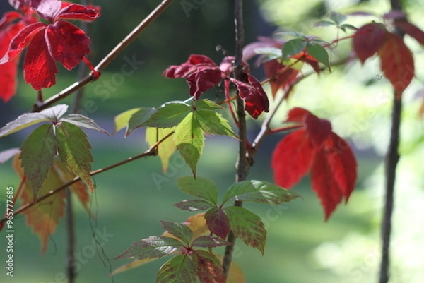 Fototapeta Red grape leaves hanging down on blurred green grass background