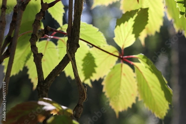 Fototapeta Light green grape leaves in the sun in autumn on a blurred green background