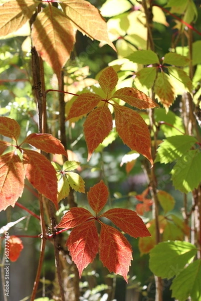 Fototapeta Red grape leaves on blurred green grass background