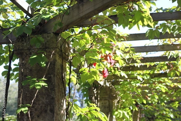 Fototapeta Grape leaves hanging down on blurred green background of grass and wall