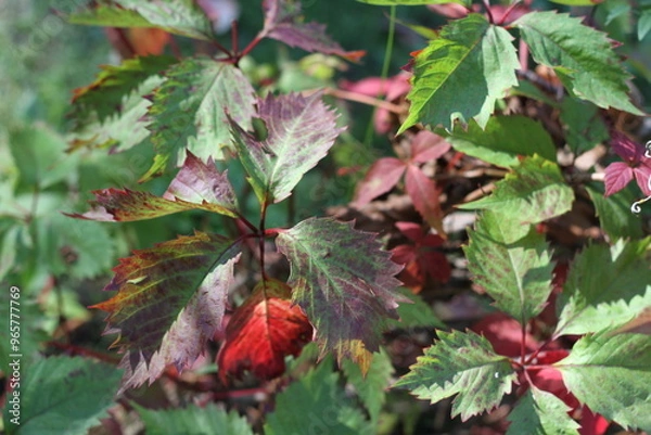 Fototapeta Colorful grape leaves in autumn on blurred green background