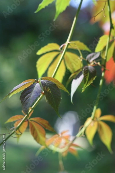 Fototapeta Grape leaves in autumn on a blurred background