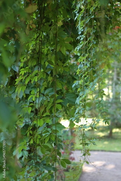 Fototapeta Grape leaves hanging down on blurred green background of grass and wall