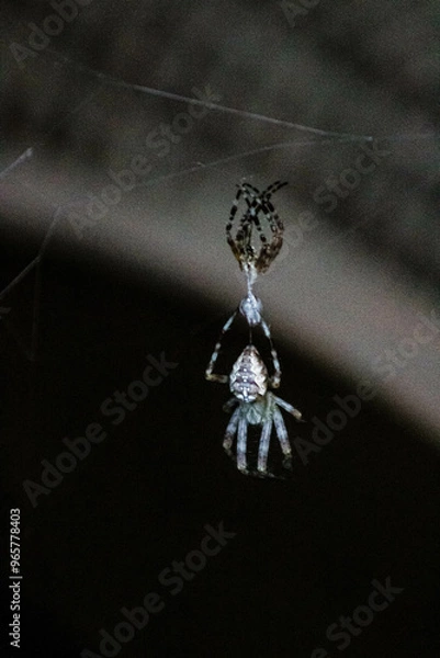 Obraz spider on a web