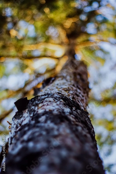 Obraz tree in the forest