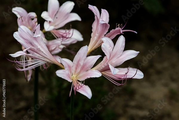 Obraz pink lily flower