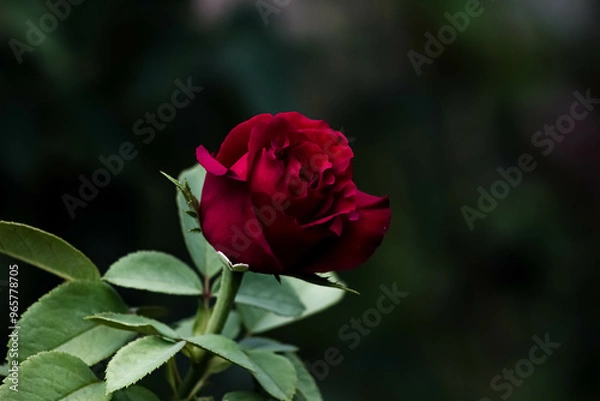 Obraz single red rose