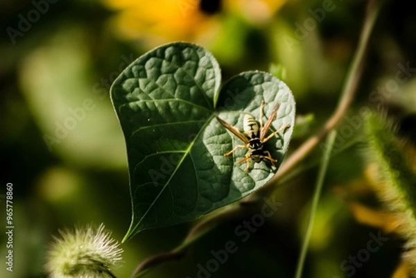 Obraz wasp on a leaf