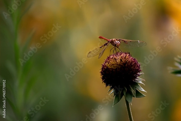Obraz red dragonfly on a flower