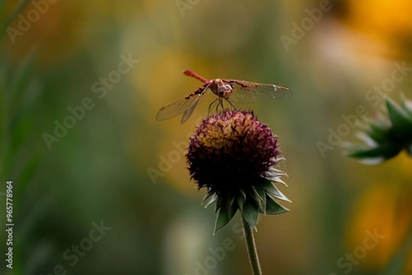 Obraz red dragonfly on a flower