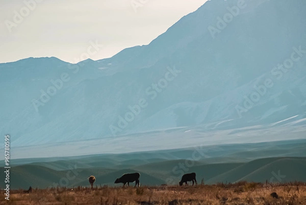 Obraz cows in the mountains