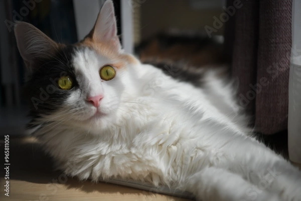 Obraz 日向ぼっこしながらくつろぐ猫（メインクーン）