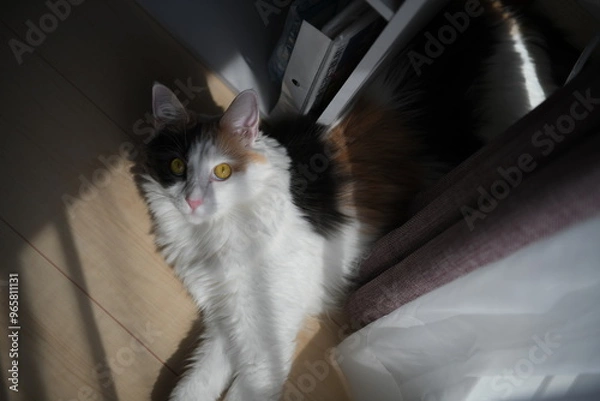 Obraz 日向ぼっこしながらくつろぐ猫（メインクーン）