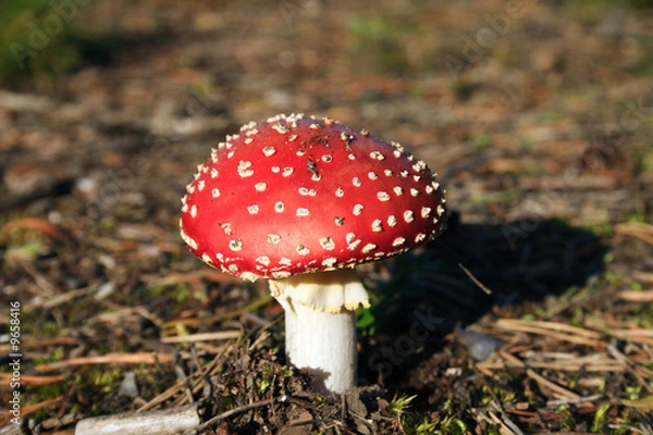 Obraz Mushroom a fly agaric