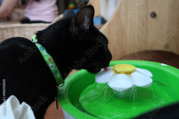 Fototapeta Cat drinking from automatic water dispenser. Modern smart drinker for pet. Drinking fountain with replaceable filter, water quantity indicator, filter replacement at home. 