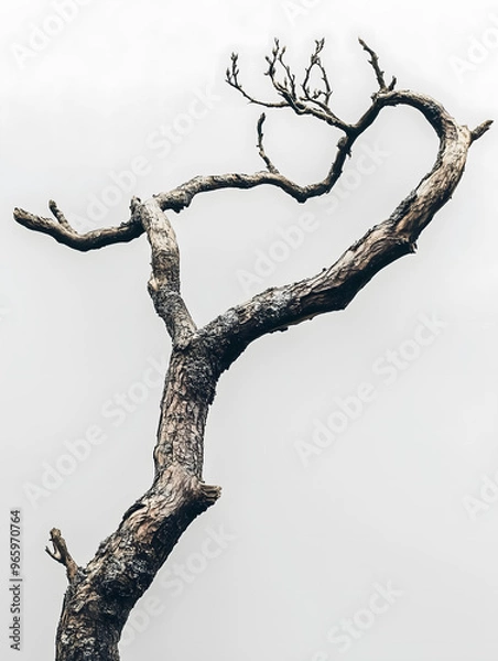Fototapeta Detailed Texture of a Dry Tree Branch Isolated on White Background