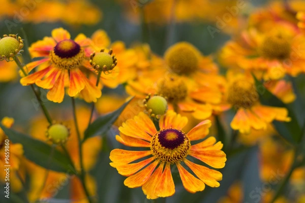 Fototapeta Calendula