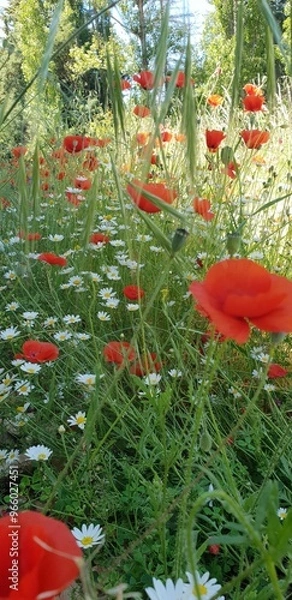 Obraz red poppy flower