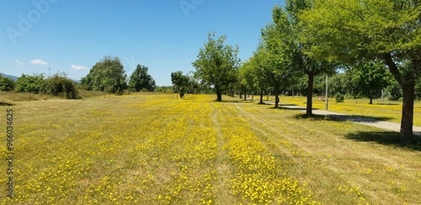 Obraz field and blue sky