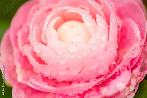 Obraz 水滴のついたカメリア1