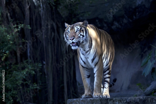 Obraz Royal Bengal tiger