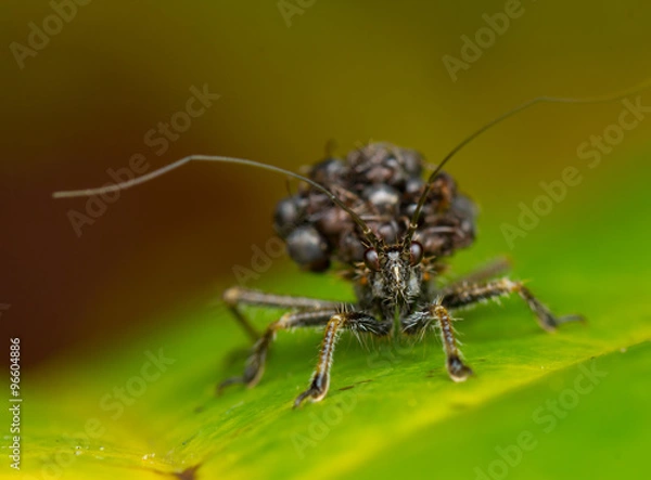 Fototapeta Ant-Snatching Assassin Bug (Acanthaspis sp.)