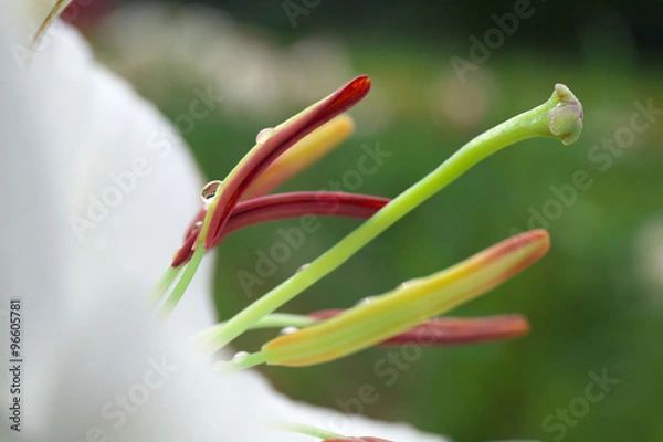 Fototapeta ユリの花