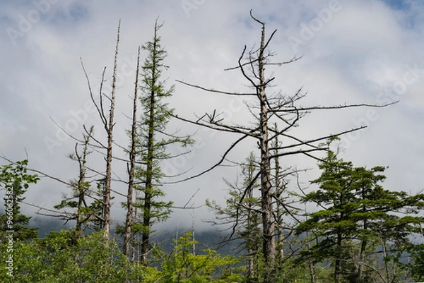 Fototapeta 夏の上高地，遊歩道の景観／長野県