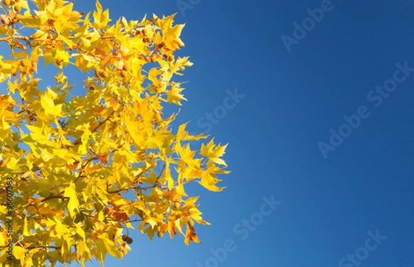 Fototapeta Tree full of yellow leaves