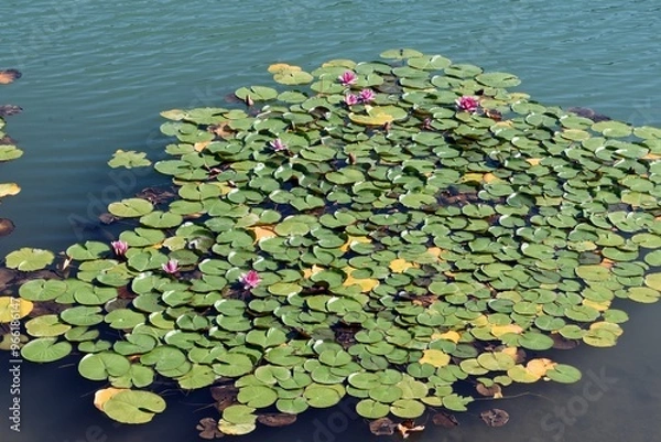 Fototapeta Ninfea (Nymphaea)