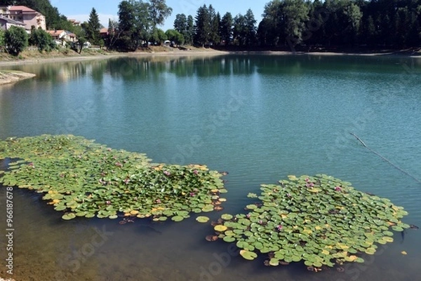 Fototapeta Ninfea (Nymphaea)
