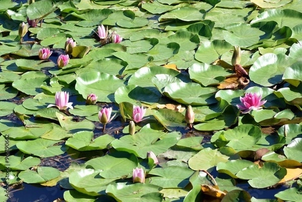 Fototapeta Ninfea (Nymphaea)