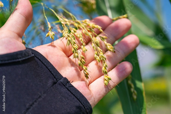 Fototapeta 手に取ったキビの穂