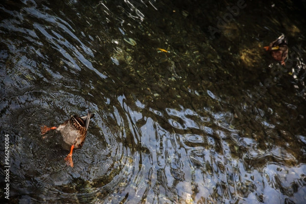 Obraz duck in the water