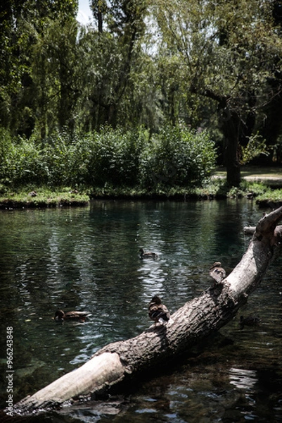 Obraz ducks in a pond