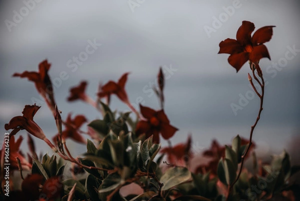 Obraz red flowers over a lake