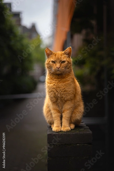 Obraz Red cat sits relaxed on a wall in a narrow street in the big city and looks straight into the camera lens.