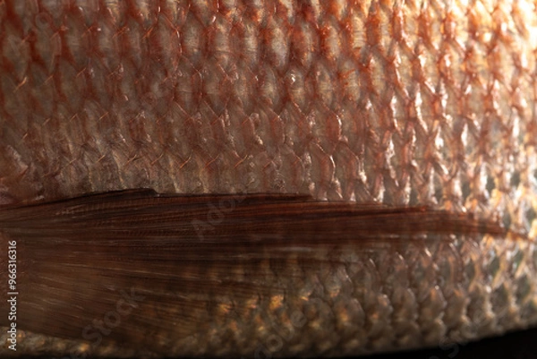 Obraz Escamas pescado, pargo
