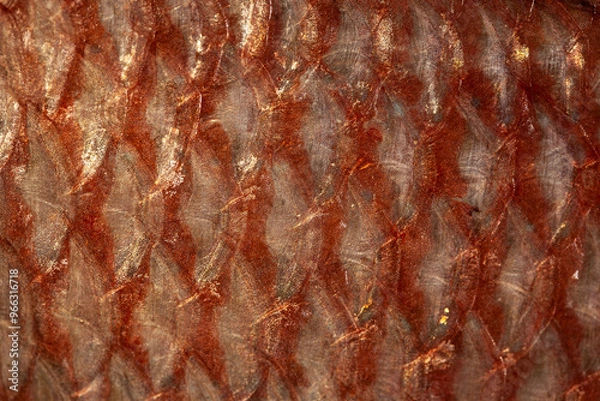 Obraz Escamas pescado, pargo