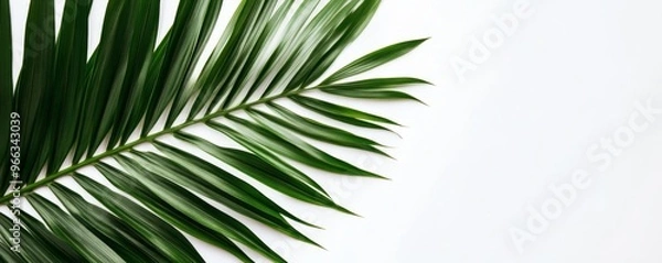 Fototapeta Palm leaf on white background, minimalistic nature concept
