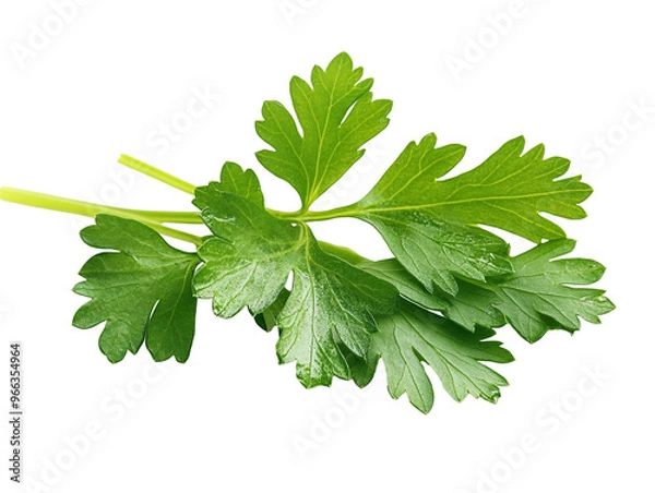 Obraz a close up of a leafy plant