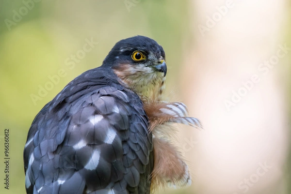 Fototapeta Sparrowhawk in the forest on the hunt looking for prey
