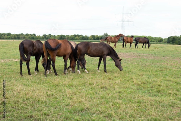 Fototapeta A beautiful brown horse grazes on a flowering sunny meadow in a field along with a herd of horses.