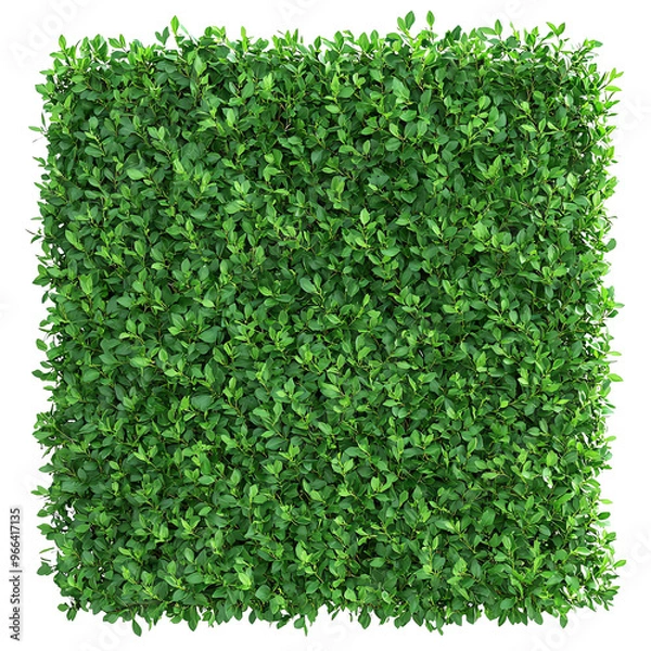 Fototapeta A dense green hedge square, rich in foliage, ideal for landscaping and design purposes.