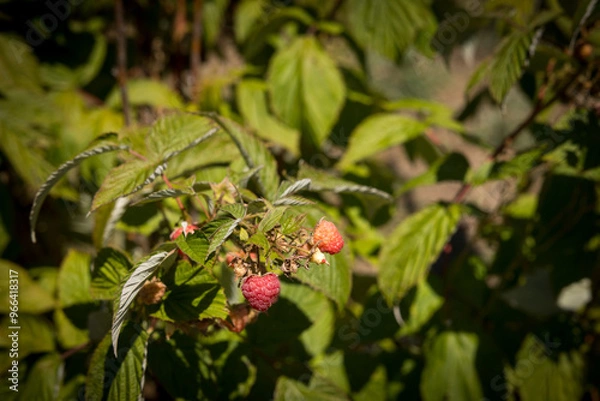 Obraz organic raspberry plant, suitable for direct consumption from the plant