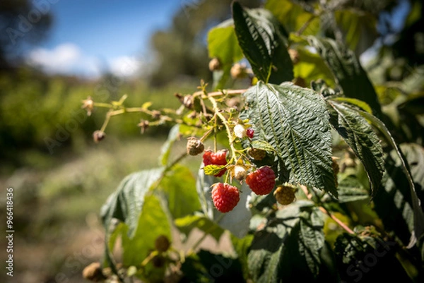 Obraz organic raspberry plant, suitable for direct consumption from the plant